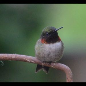 Meet your Posher, Sherry